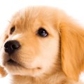 『甘えん坊が多い犬…