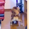 犬のおもちゃが『天…