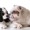 愛犬をシャンプーし…