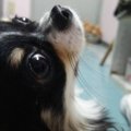 犬の肥満細胞腫は転…