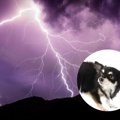 犬が雷を怖がるのは…