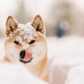 犬の『雪眼炎』って…