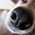 「犬にはもう一つの…
