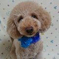 トイプードルが飼い…