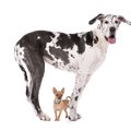 大型犬と小型犬　同…