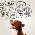犬に言葉を覚えさせ…