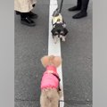 『白線の上を歩きた…