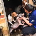 140頭！多頭飼育崩壊…