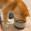 『犬がご飯を食べて…