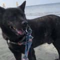 仏頂面の侍犬。いろ…