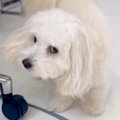 犬に突然『バーン』…