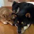 柴子犬と先住犬が仲…