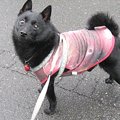 皮膚病でお悩みのわ…