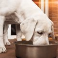 犬のご飯におすすめ…