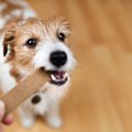 ラップの芯で犬の噛…