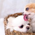 犬のうんちに毛が入…