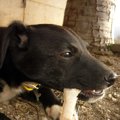 犬が噛むということ…