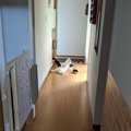 【現行犯逮捕！】い…