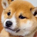 脱走した赤ちゃん犬…