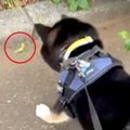 犬が散歩中に『カマ…