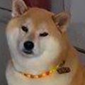 弟犬がお腹を壊して…