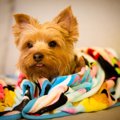 犬が震えている時に…
