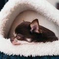 犬を熟睡させられる…