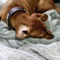 犬が飼い主の足元で…