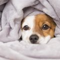 犬が寝てる時に小刻…