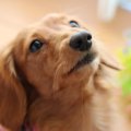 犬を室内で飼う時に…