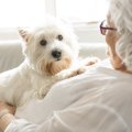 献体された犬の脳が…