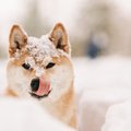 犬と冬を楽しむ過ご…