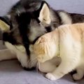 猫に寄り添われて嬉…