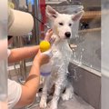 もふもふの大型犬を…