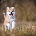 犬関連の『記念日』…