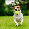 犬が運動不足になる…