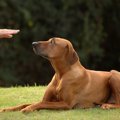 犬に指示を出す時、…