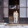 時代遅れ！犬に関す…