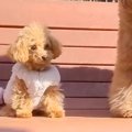 『本当に同じ犬種…？…