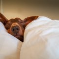 なぜ犬は飼い主の布…