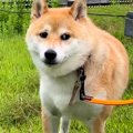 犬がお外でうんちを…