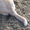 犬の断尾が行われる…