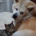 心が癒やされる秋田…