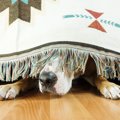 その行動、実は犬が…