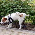 犬の前立腺がんにつ…