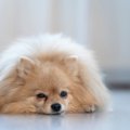 犬が『痛い』と思っ…