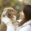 犬のしつけのトレー…
