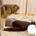 犬が飼い主にイジワ…