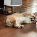 前世は猫さん？！お…