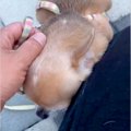 散歩中『撫でてくれ…